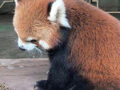 -沈阳森林动物园