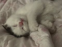 -宠福鑫康馨动物医院·骨科·眼科