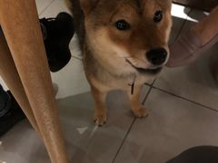 -柴务处·柴犬主题狗咖