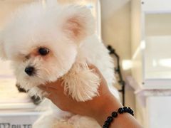 -翊宠yipet猫狗购宠庄园犬舍•猫舍