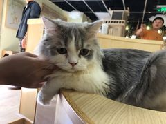 -猫和宫(六道口店)
