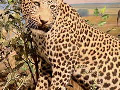 -陕西自然博物馆