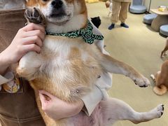 -逗柴咖啡屋·狗咖猫咖宠物桌游