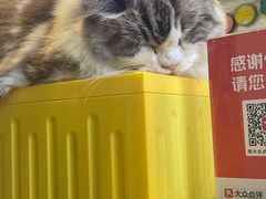 -平行世界·猫咖(首经贸店)