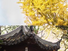 -秋霞圃