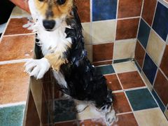 -派多格宠物·购宠(靛厂路店)