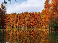 -上海海湾国家森林公园