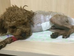 -瑞派宠物医院·24h·骨外科·皮肤科·全科宠物医疗转诊中心(沈阳浑南院)