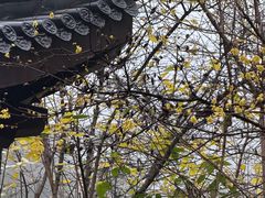 -十八棵（老龙井）御茶园(老龙井店)