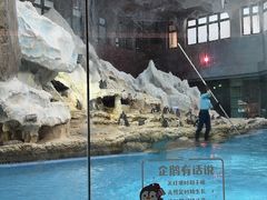 -帝企鹅自助餐厅•儿童岛•真企鹅(长隆企鹅酒店)