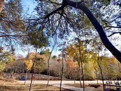 -北京西山国家森林公园