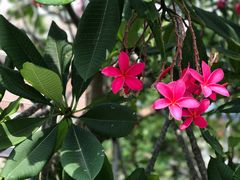 -新加坡文华东方酒店