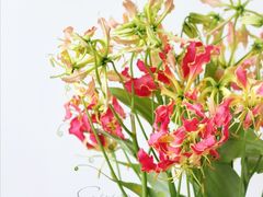 -杭州街角花屋花店(闻堰店)