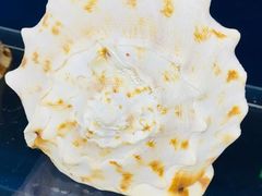 -青岛贝壳博物馆