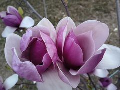 -大鸭梨烤鸭(房山店)