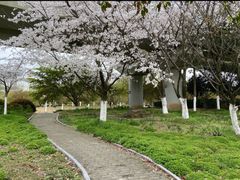 -羊山湖公园