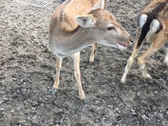 -北京麋鹿生态实验中心