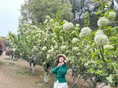 -铁山坪森林公园