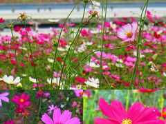 -海心沙亚运公园