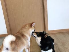 -南京Hallo宠物乐园·哈罗犬舍·柴犬繁育基地