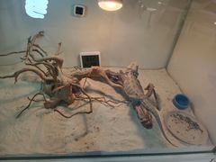 -喵园·猫主题咖啡厅·撸猫·猫咖(国贸店)