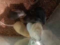 -昆明大悦城未来动物城(螺蛳湾中心店)