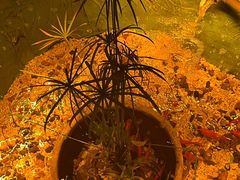 -锦上中式酒馆(南内环店)