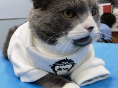 -纳吉亚猫专科动物诊疗中心(蒋宅口分院)
