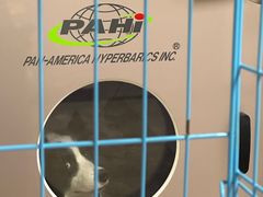-美联众合动物医院·24h转诊中心