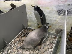 -大连圣亚海洋世界