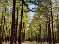 -塞罕坝国家级自然保护区