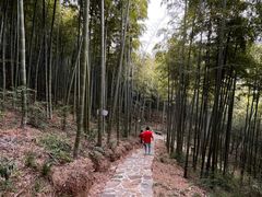 -东明山森林公园