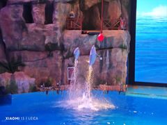 -芜湖新华联大白鲸海洋公园