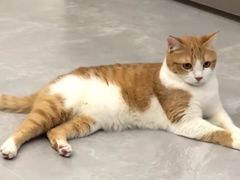 -宠颐生宠物医院外科·内科·皮肤科·影像科(石龙店)