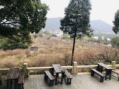 -香雪海