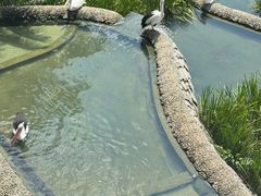-新加坡飞禽公园