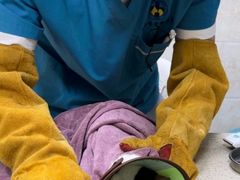 -动物缘宠物医院·骨科·猫科(西二环店)