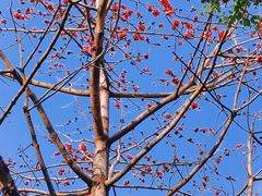 -深圳国际园林花卉博览园