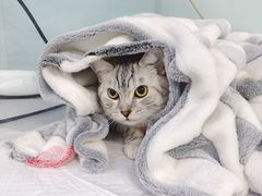 -达爱动物医院·犬猫分区·CT·复杂眼科(远洋山水分院)