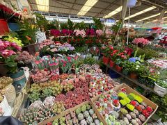 -曲阳花鸟市场(曲阳路店)