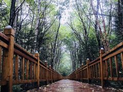 -汤旺河林海奇石景区