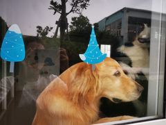 -汪说喵讲宠物乐园宠物酒店(红星美凯龙店)