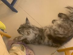-平行世界·猫咖(首经贸店)