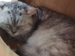 -喵园·猫主题咖啡厅·撸猫·猫咖(国贸店)