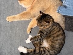 -瑞派蒂凯宠物医院·免疫点·宠保定点