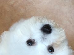 -仁华宠物医院(青羊店)