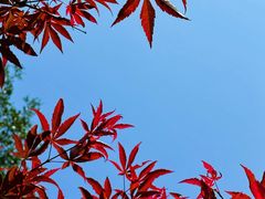 -广州市帽峰山景区