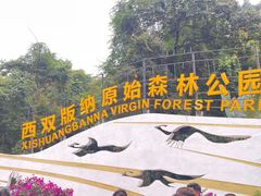 -西双版纳原始森林公园