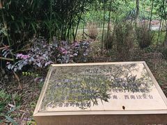 -蔡伦竹海