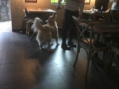 大堂-百好乐宠物友好餐厅(朝外大街店)